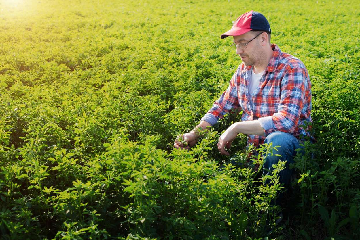 Shmita farms